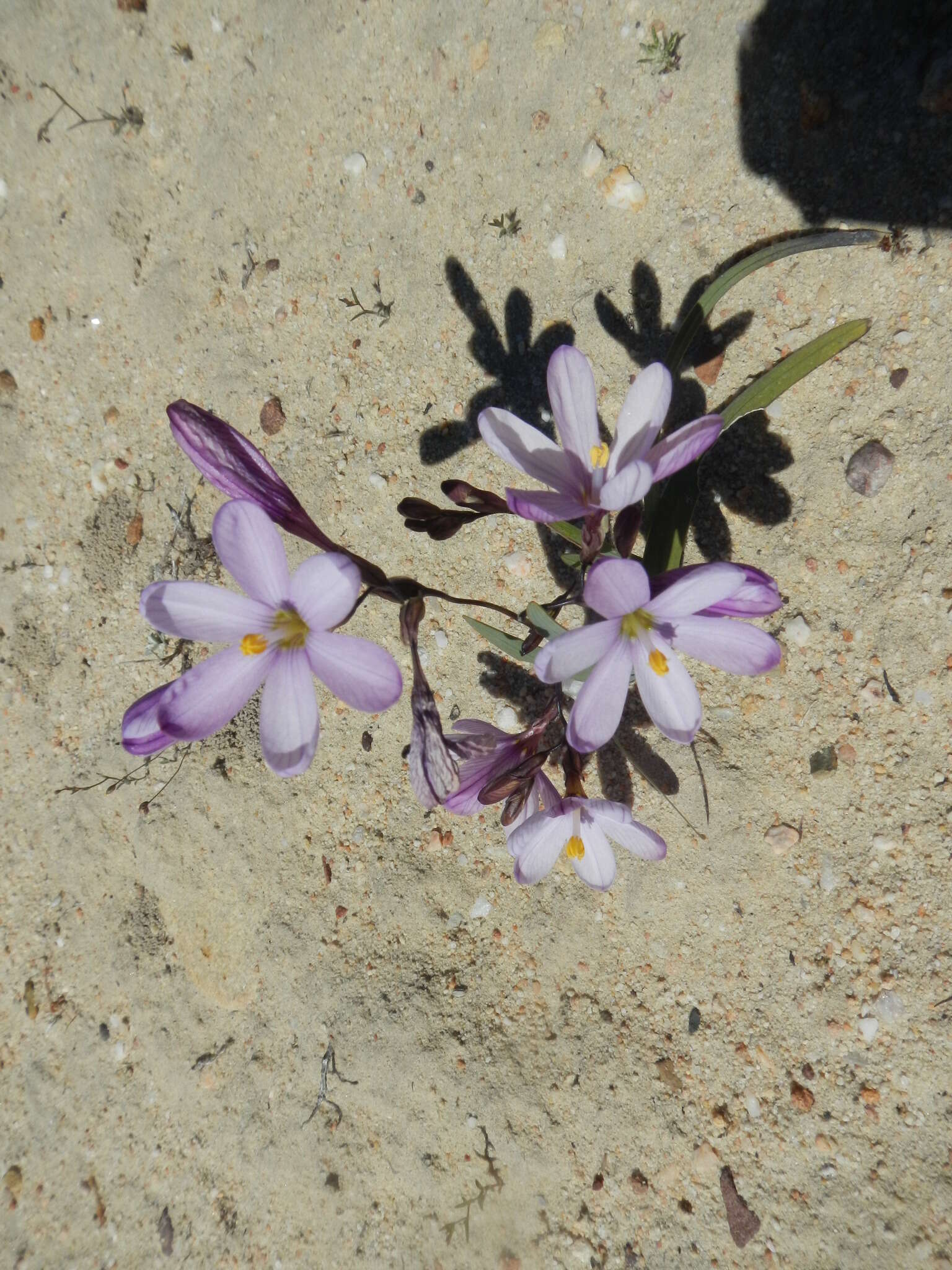 Image of Ixia latifolia D. Delaroche