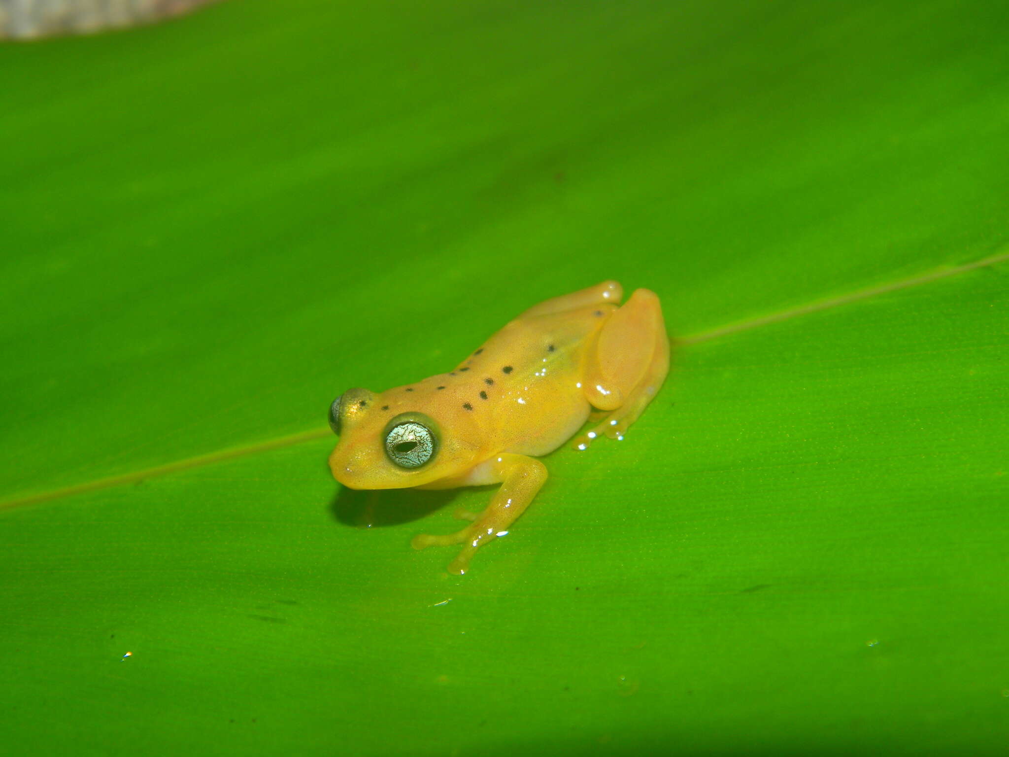 Image of Raorchestes manohari Zachariah, Dinesh, Kunhikrishnan, Das, Raju, Radhakrishnan, Palot & Kalesh 2011