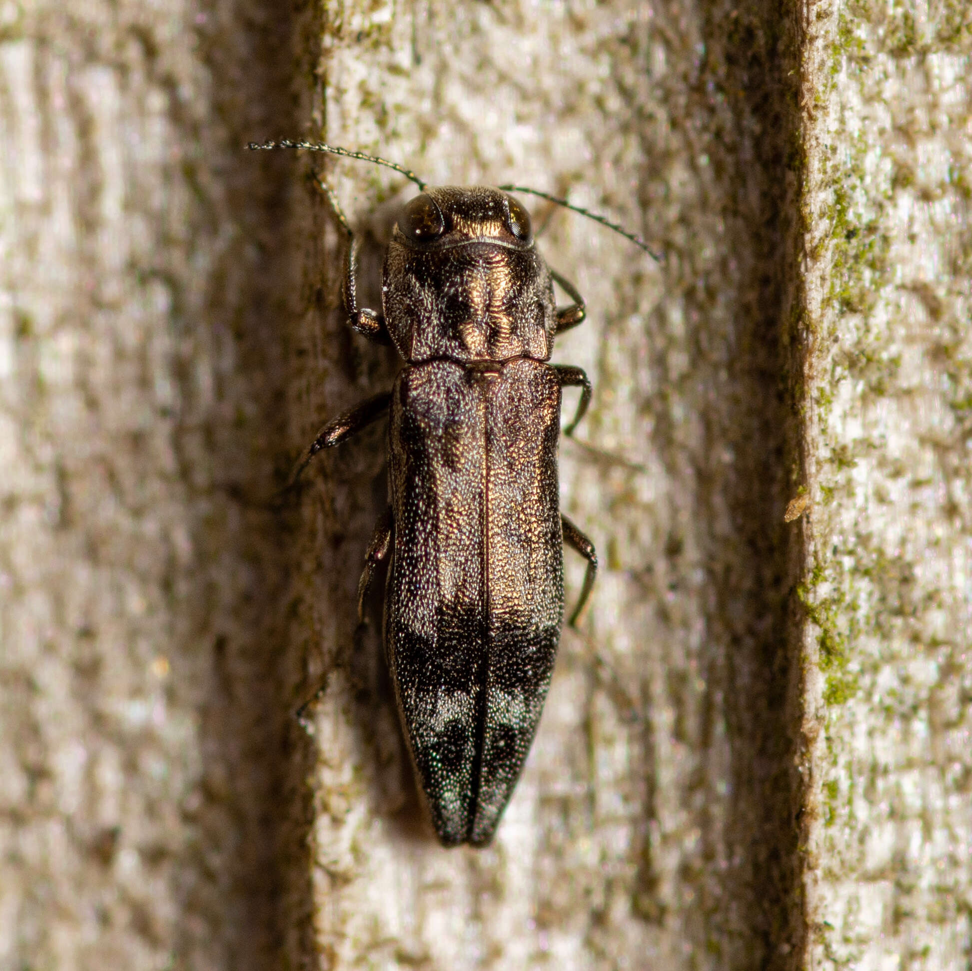 Image of Agrilus lecontei celticola Fisher 1928