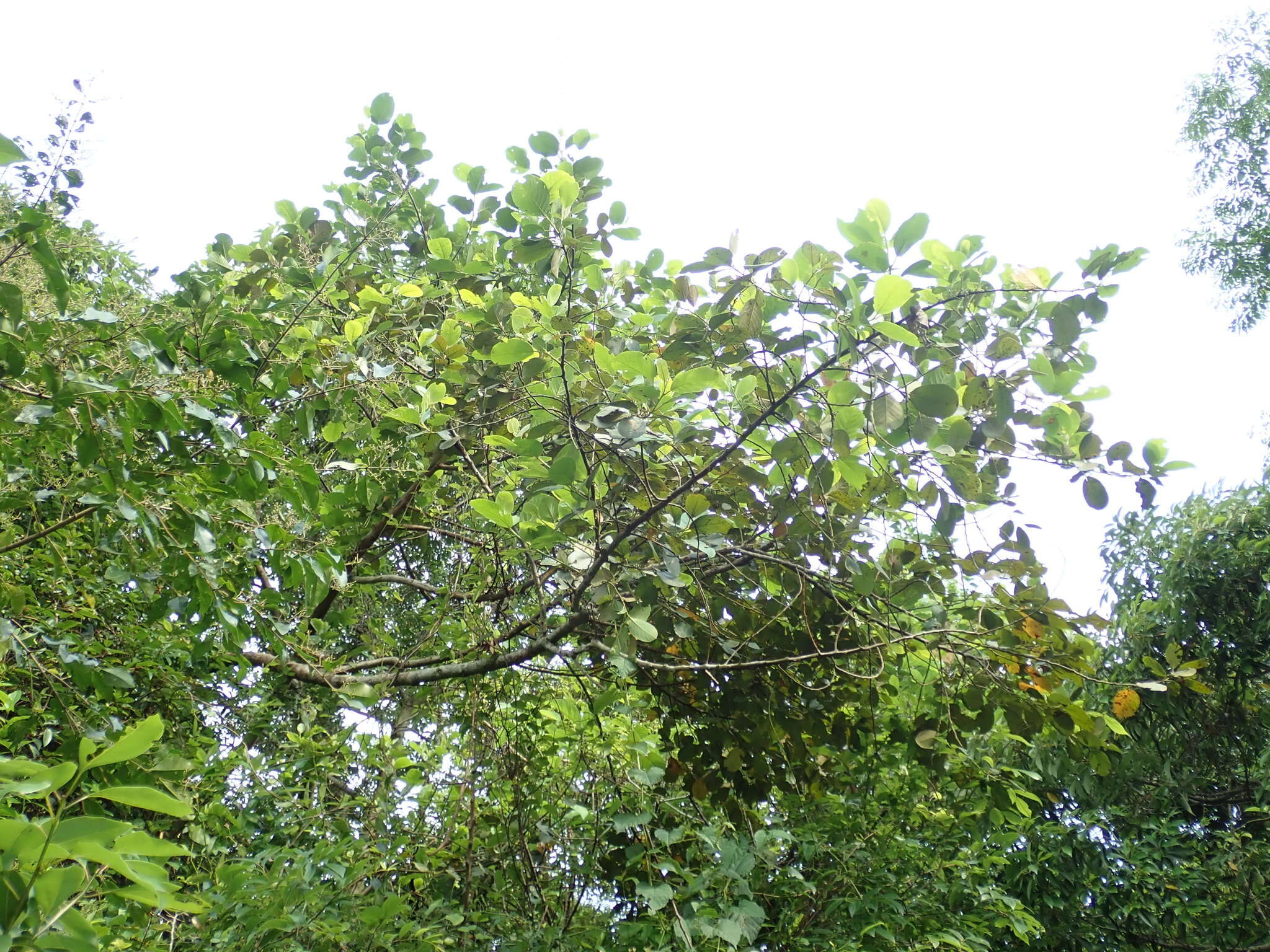Image of Litsea monopetala (Roxb. ex Baker) Pers.