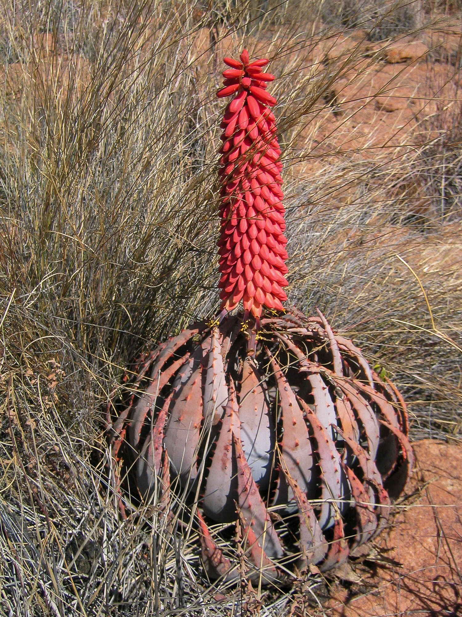 Image of Magalies aloe