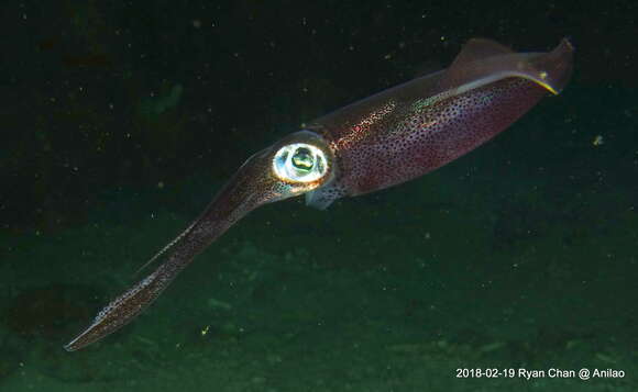 Image of bigfin reef squid