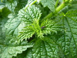 Image of Urtica kioviensis Rogow.