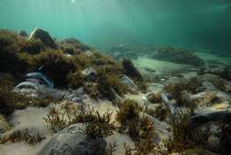 Image of Dusky sea garfish