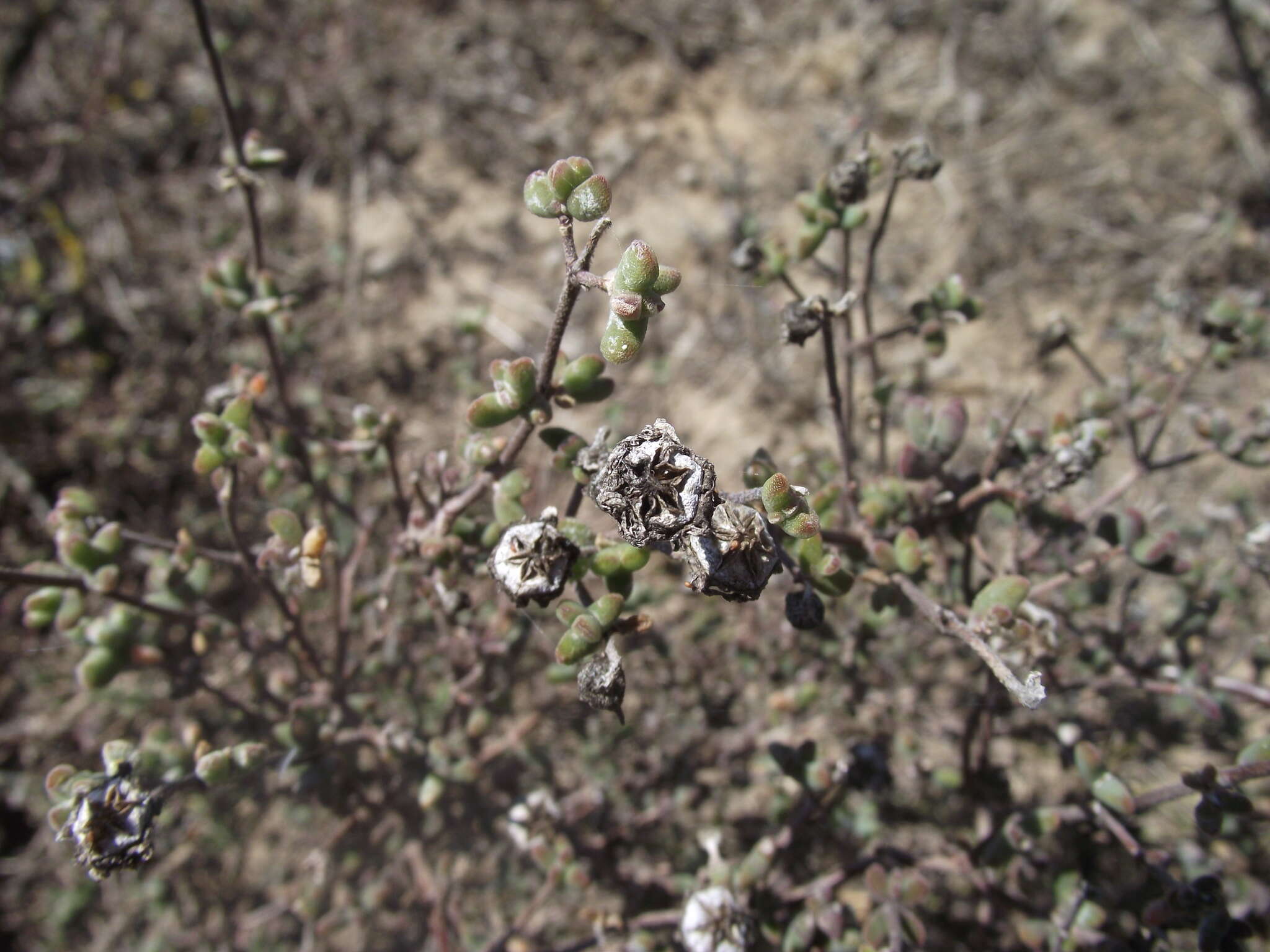 Imagem de Drosanthemum dipageae H. E. K. Hartmann