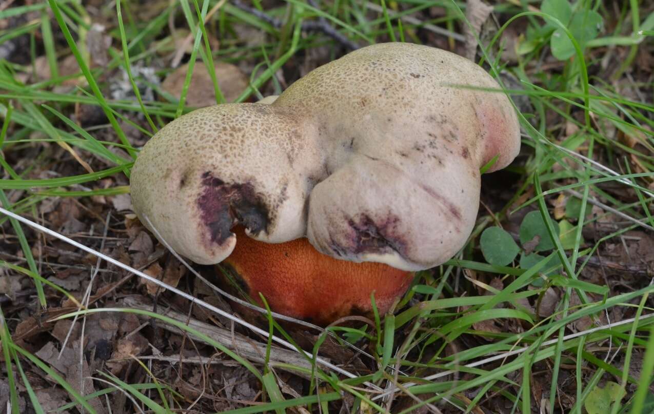 Image of Rubroboletus legaliae (Pilát & Dermek) Della Maggiora & Trassin. 2015