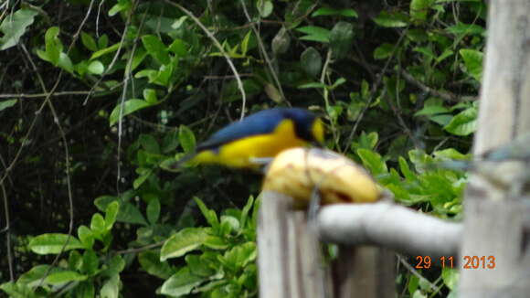 Image of Thick-billed Euphonia