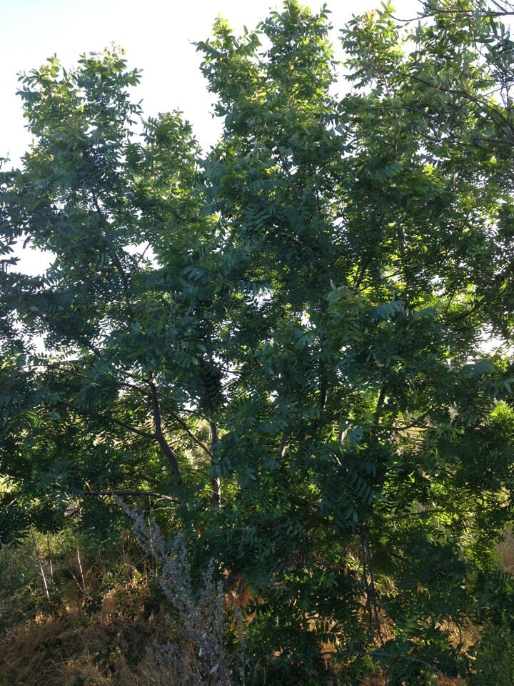 Image de Juglans californica S. Wats.