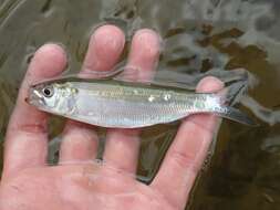 Image of Alabama Shad