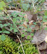 Image of Southern Meadow-Rue
