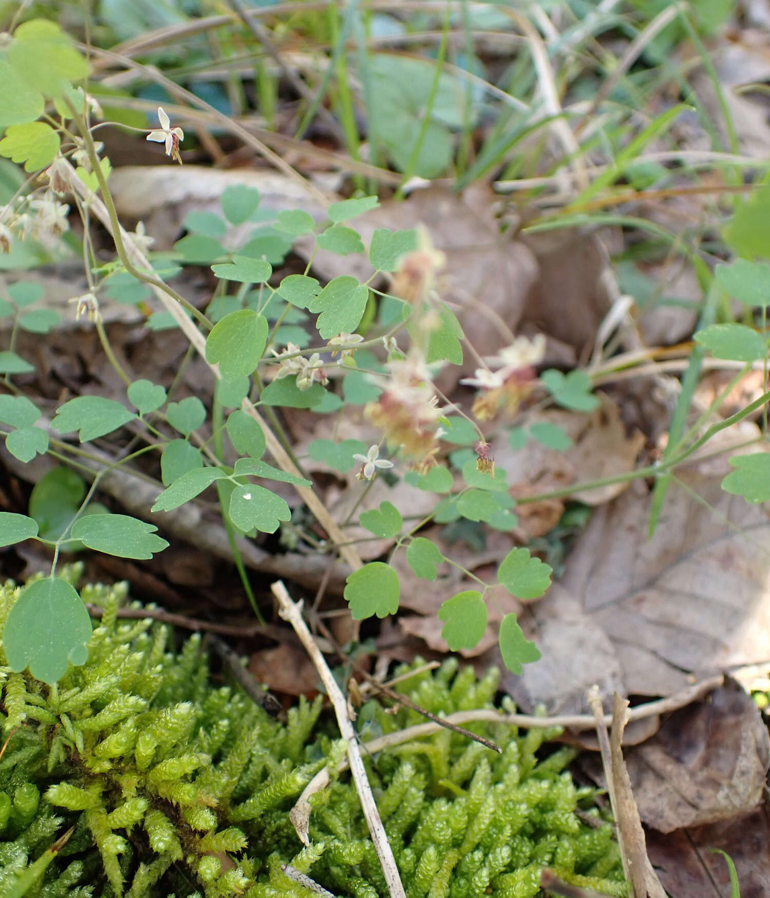 Image de Thalictrum debile Buckl.