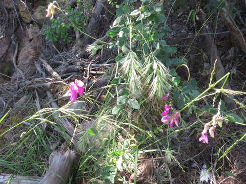 Lathyrus laetiflorus Greene resmi