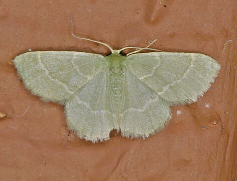 Image of Thin-lined Chlorochlamys Moth