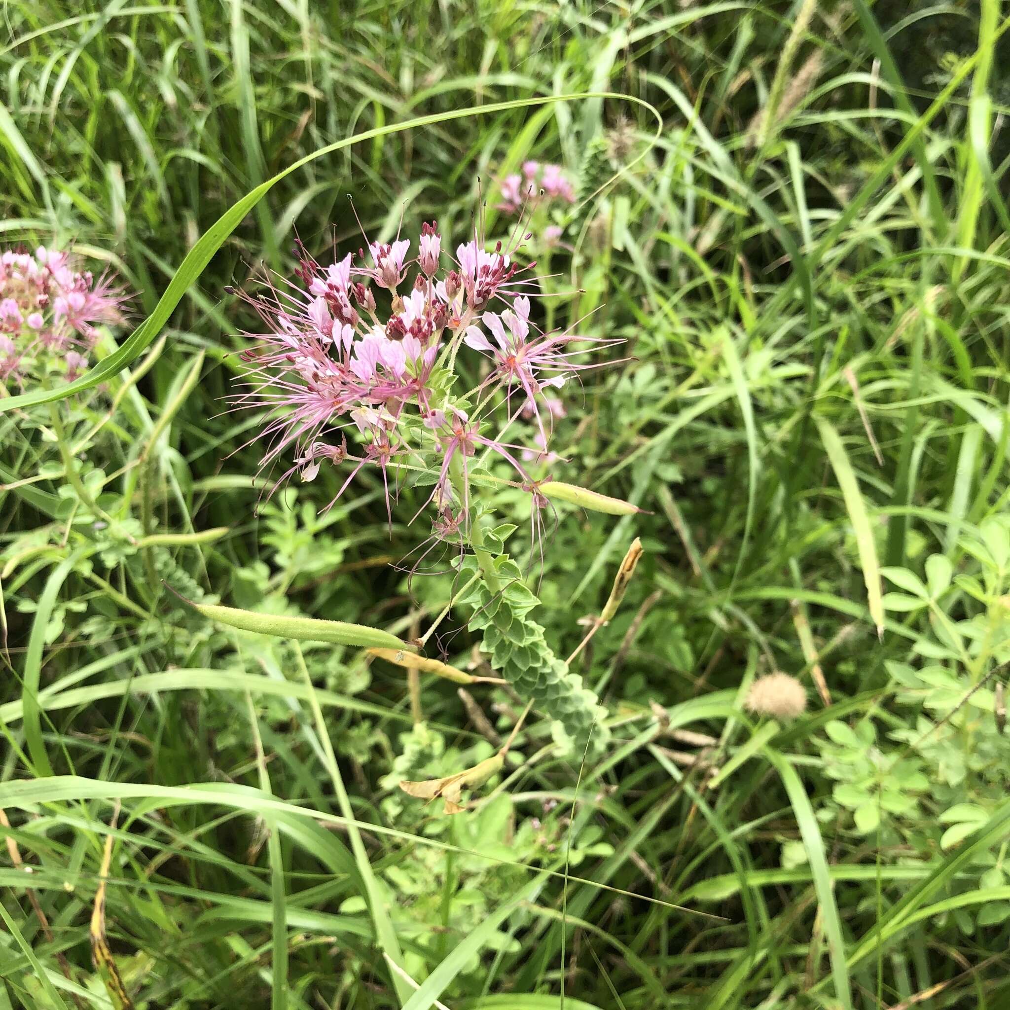 Imagem de Polanisia dodecandra subsp. riograndensis Iltis