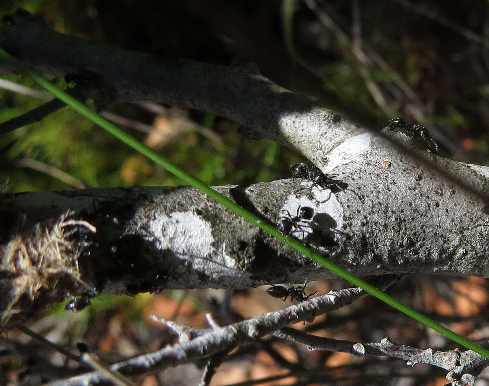 صورة Crematogaster peringueyi Emery 1895