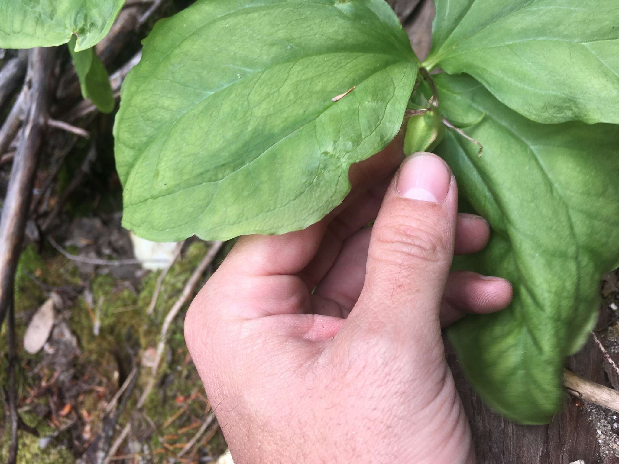 Image of Oettinger's trillium