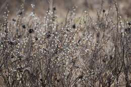 Image of prairie willow