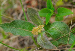 Image of oval-leaf milkweed