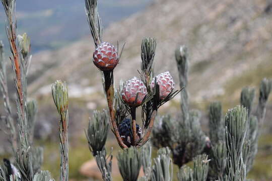 Image of Linear-leaf Conebush