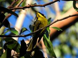 Image of Yellow-tufted Honeyeater