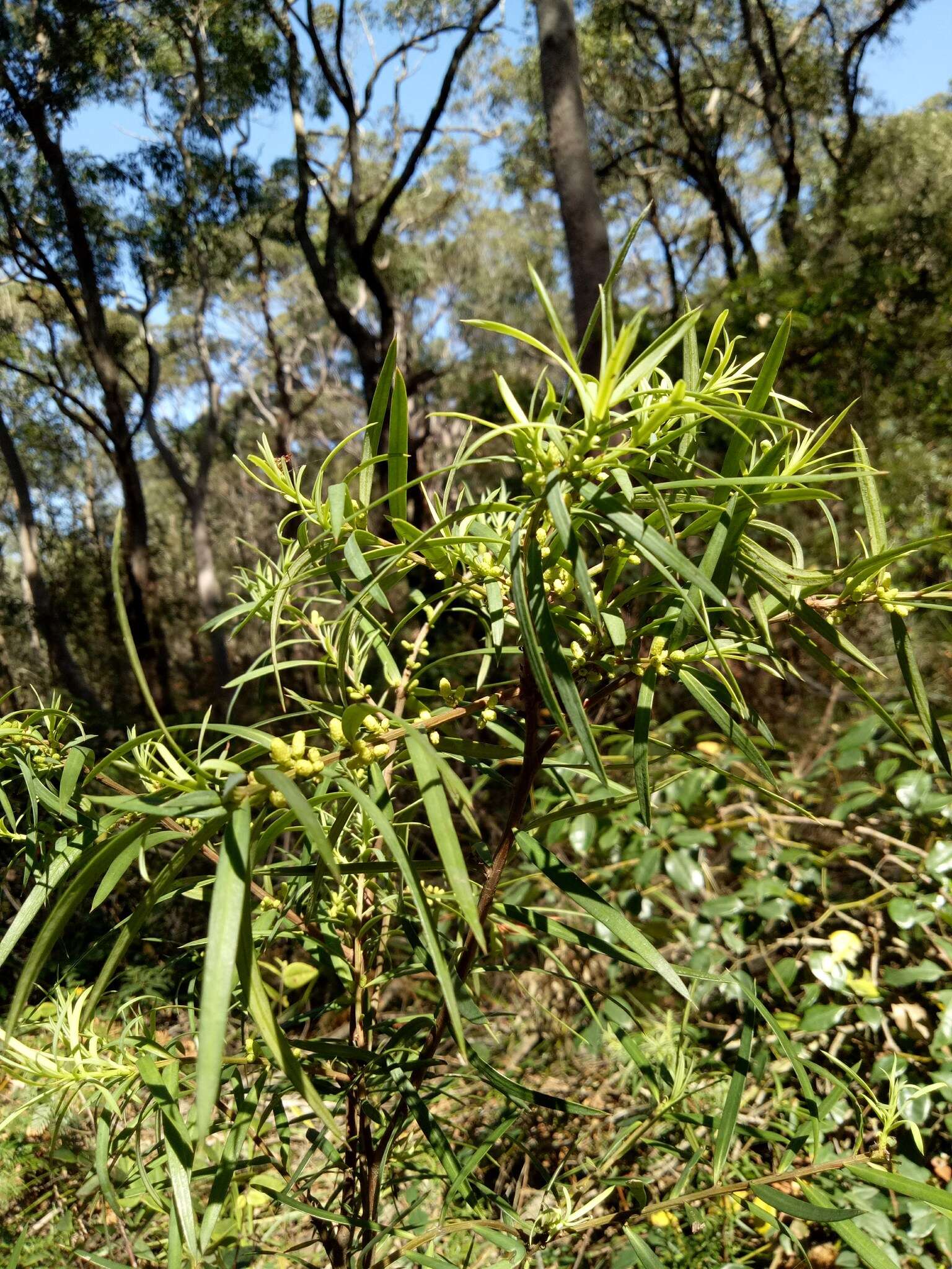 Image of Podocarpus spinulosus (Sm.) R. Br. ex Mirb.