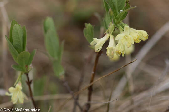 Imagem de Lonicera villosa (Michx.) Roem. & Schult.