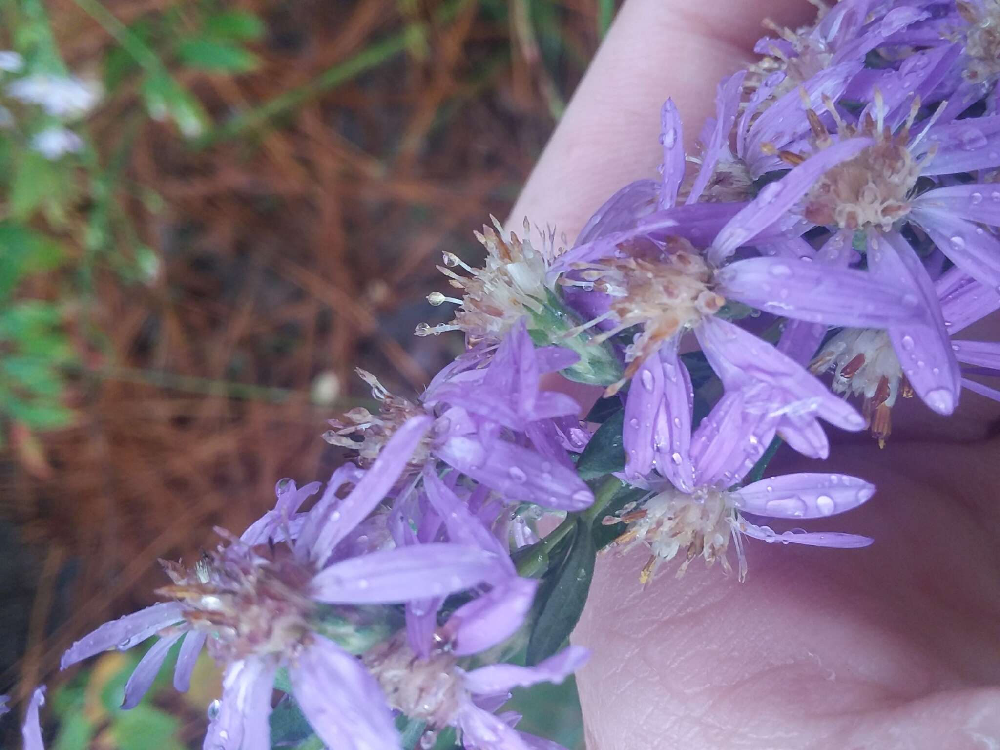 Plancia ëd Symphyotrichum concolor (L.) G. L. Nesom