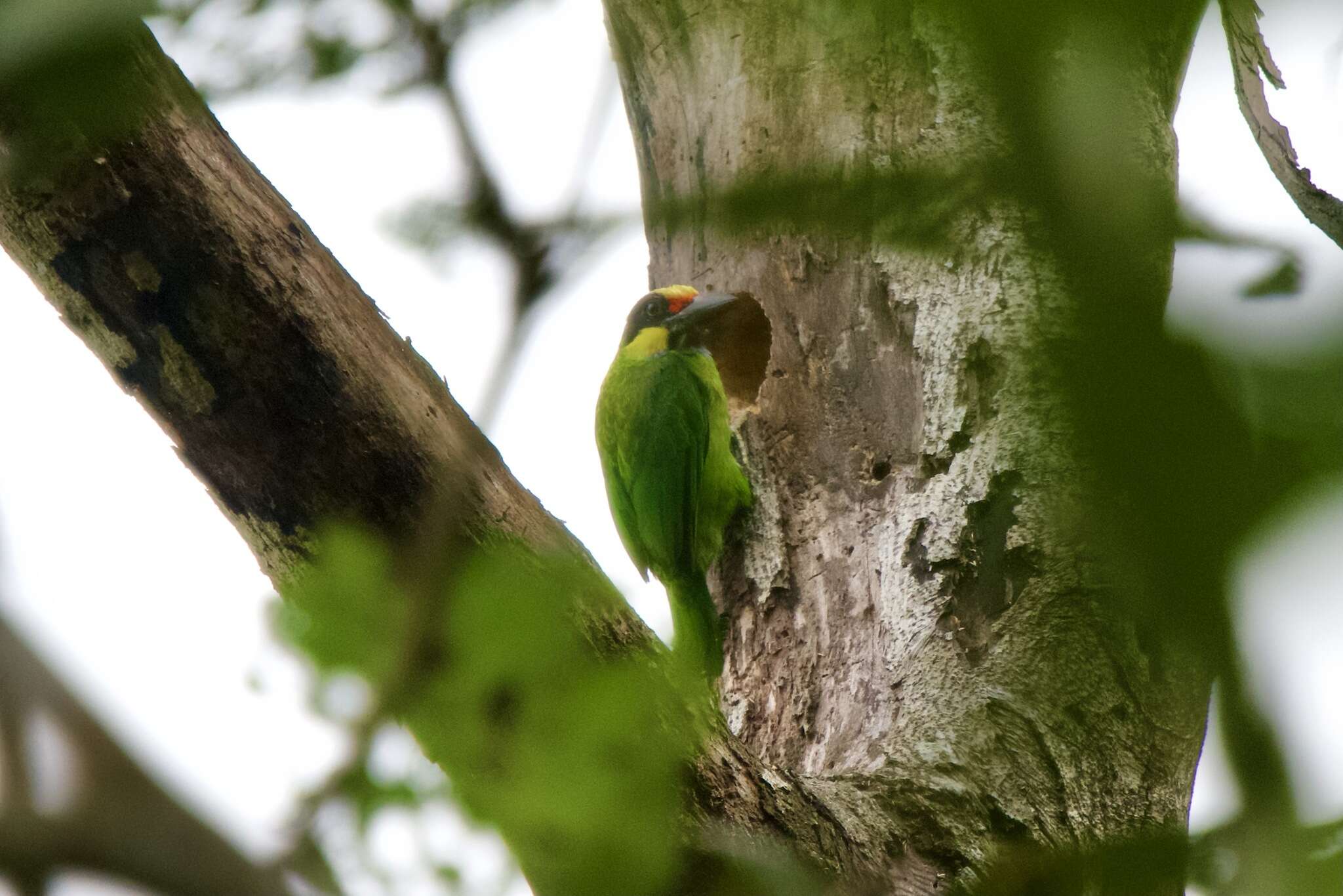 Image of Gold-whiskered Barbet