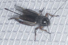 Image of Variable Field Cricket