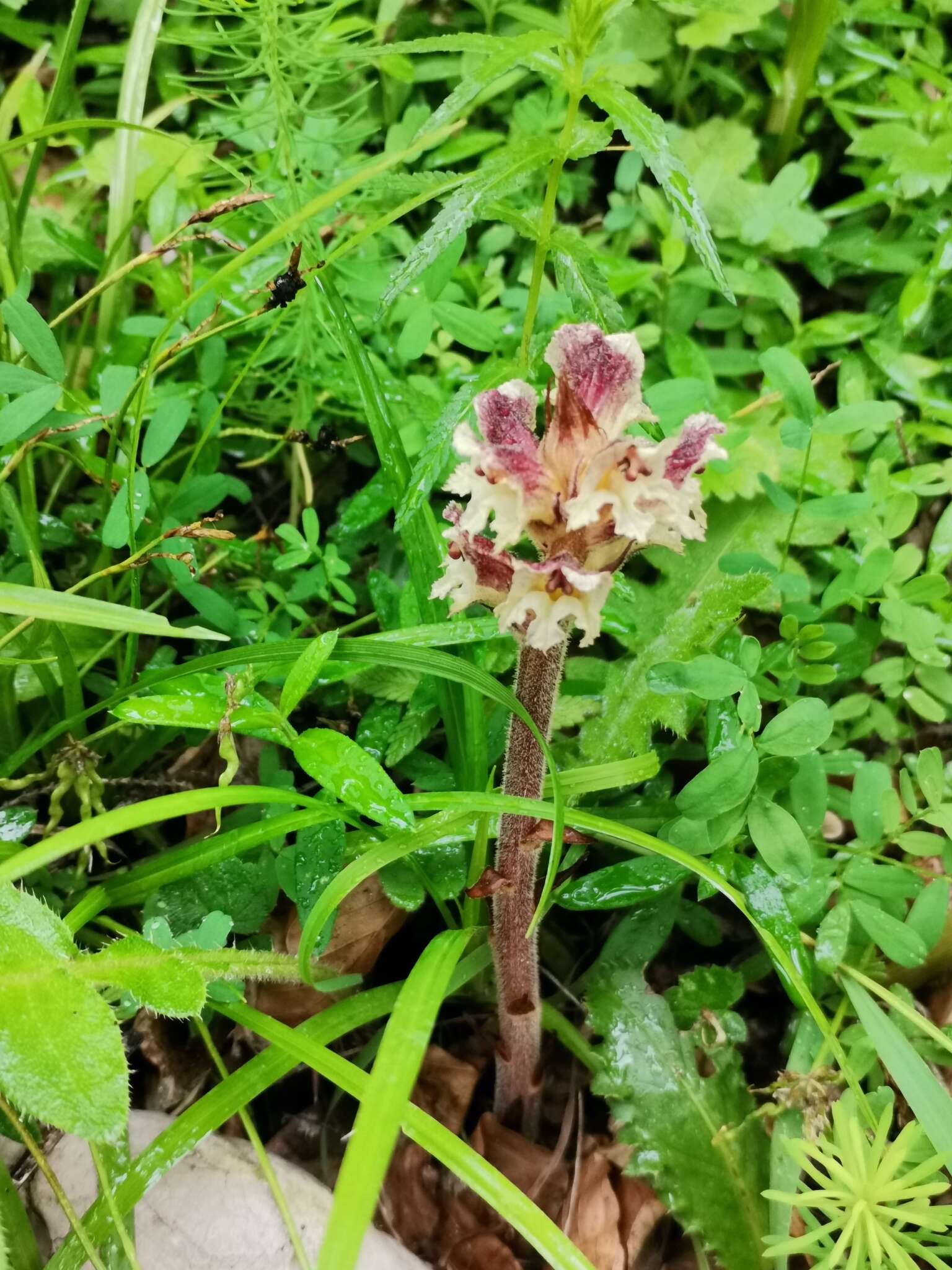 Imagem de Orobanche reticulata Wallr.