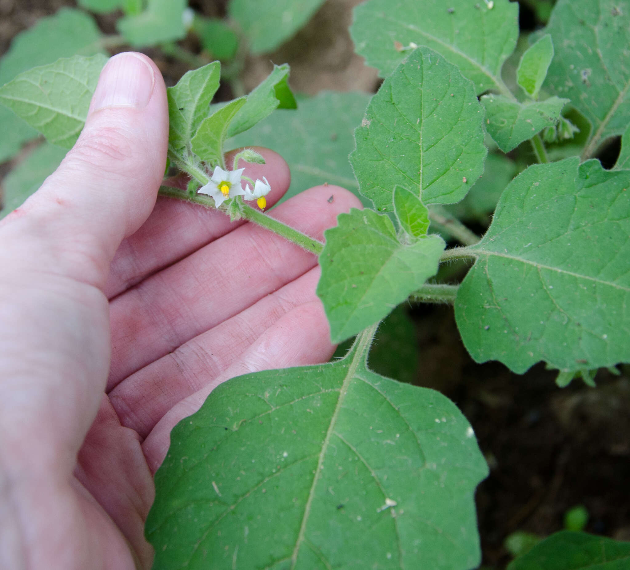 Image of Hairy Nightshade