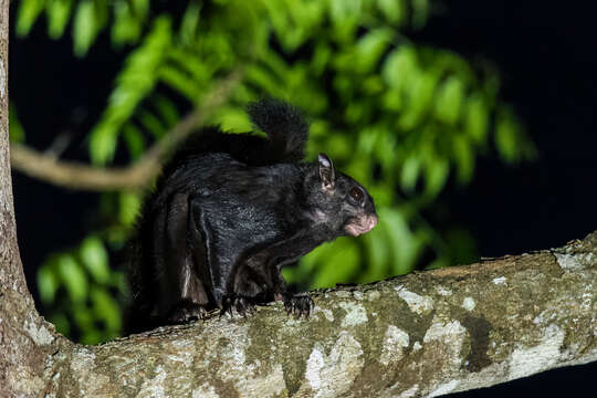 Image of Black Flying Squirrel