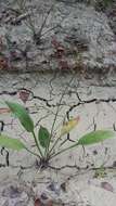 Image of Narrow-leaved Water-plantain