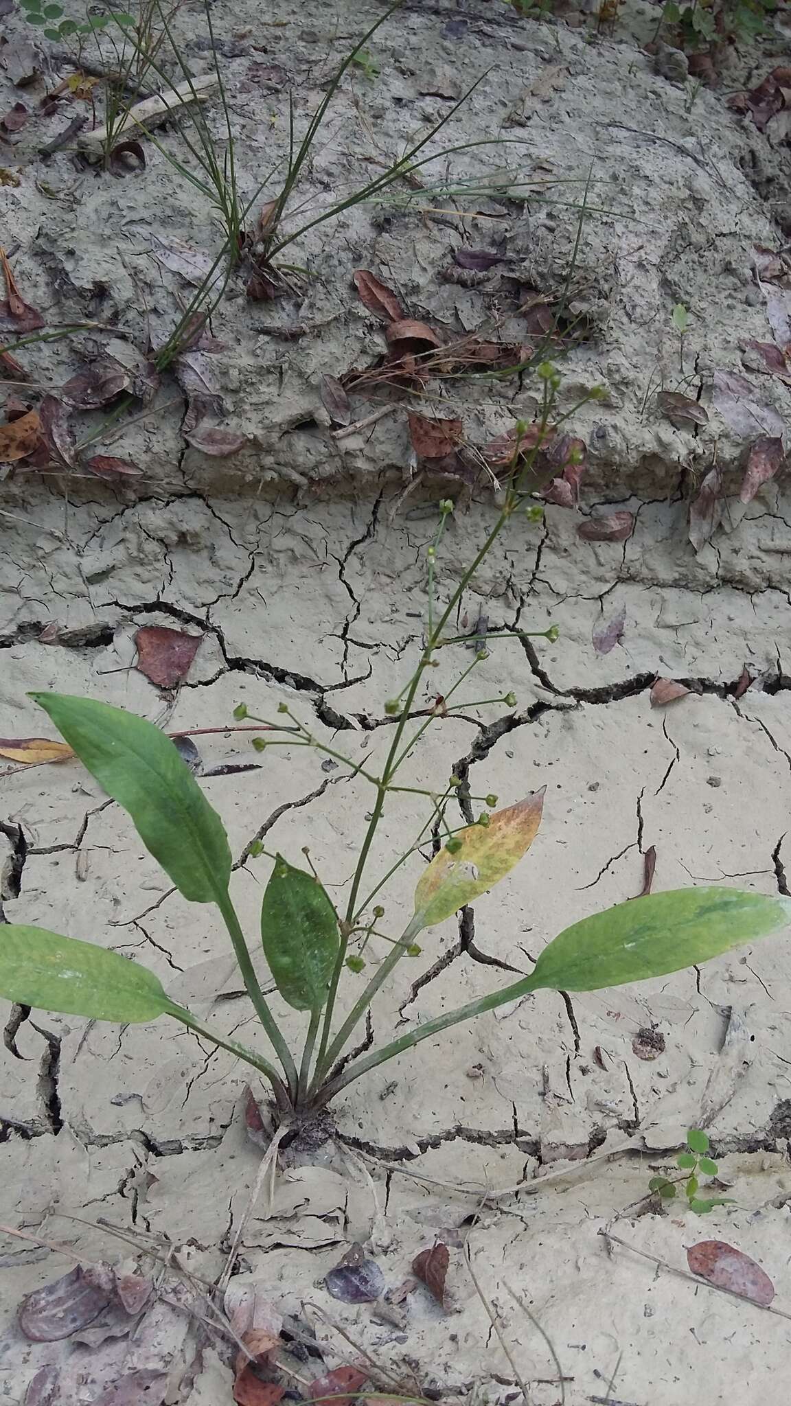 Image of Narrow-leaved Water-plantain