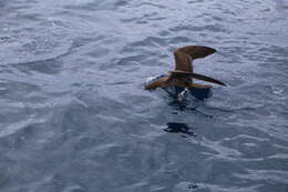 Image of Flesh-footed Shearwater