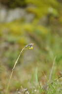 Image de Myosotis balbisiana Jordan