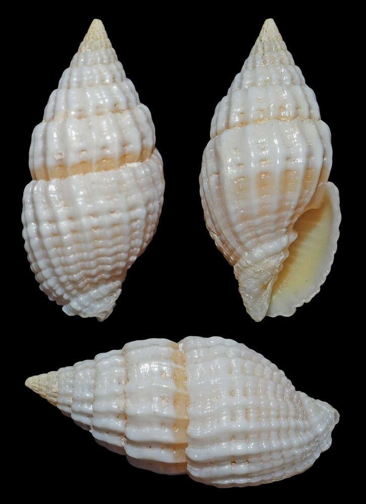 Слика од Vexillum approximatum (Pease 1860)