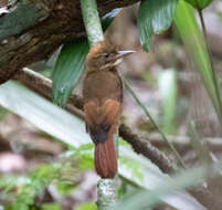 Image of Tawny-winged Woodcreeper