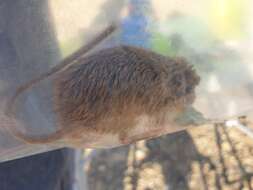 Image of Arabian Spiny Mouse