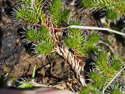 Image of Hansen's spikemoss