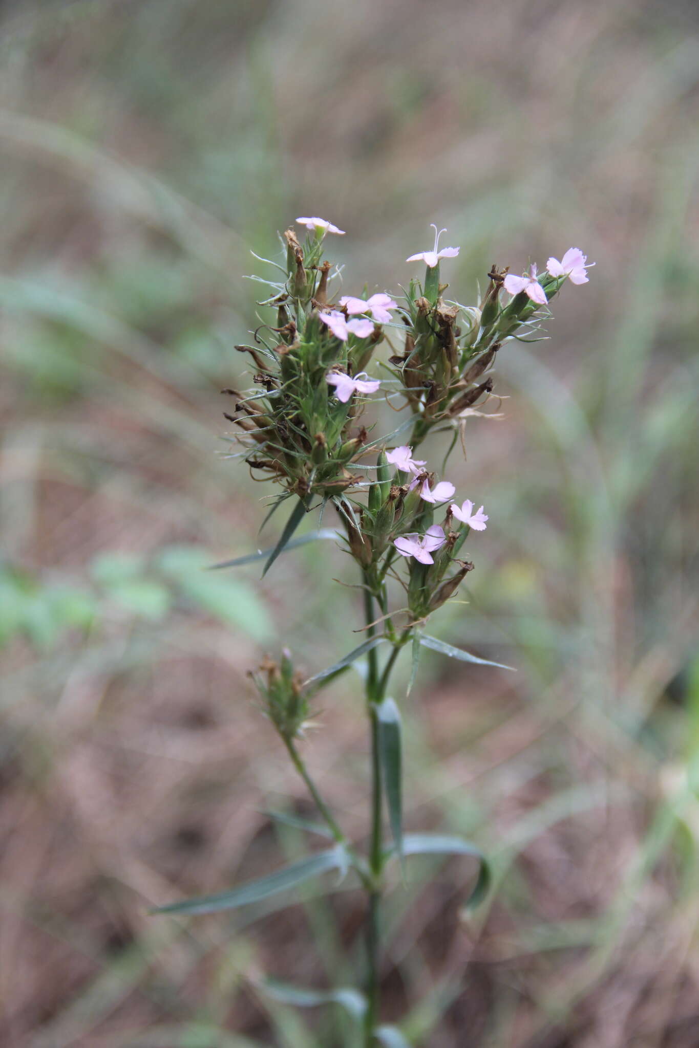 Image of Dianthus pseudarmeria M. Bieb.