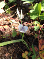 Image of Selway mariposa lily