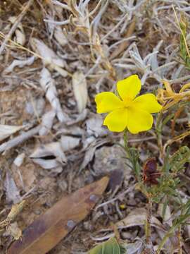 Image of Fumana ericifolia Wallr.