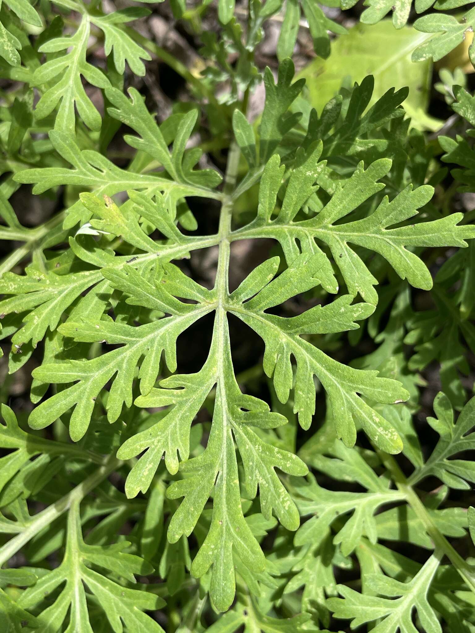 صورة Artemisia franserioides Greene