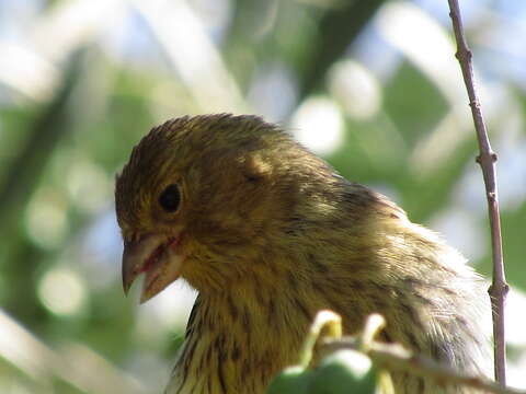 Image of Serinus canaria domestica