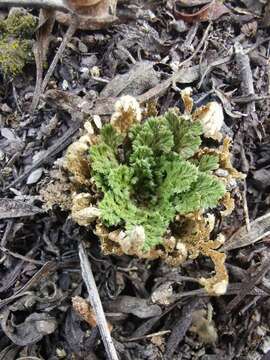 Sivun Selaginella nothohybrida Valdespino kuva