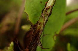 Image of Dryopteris subatrata Tag.