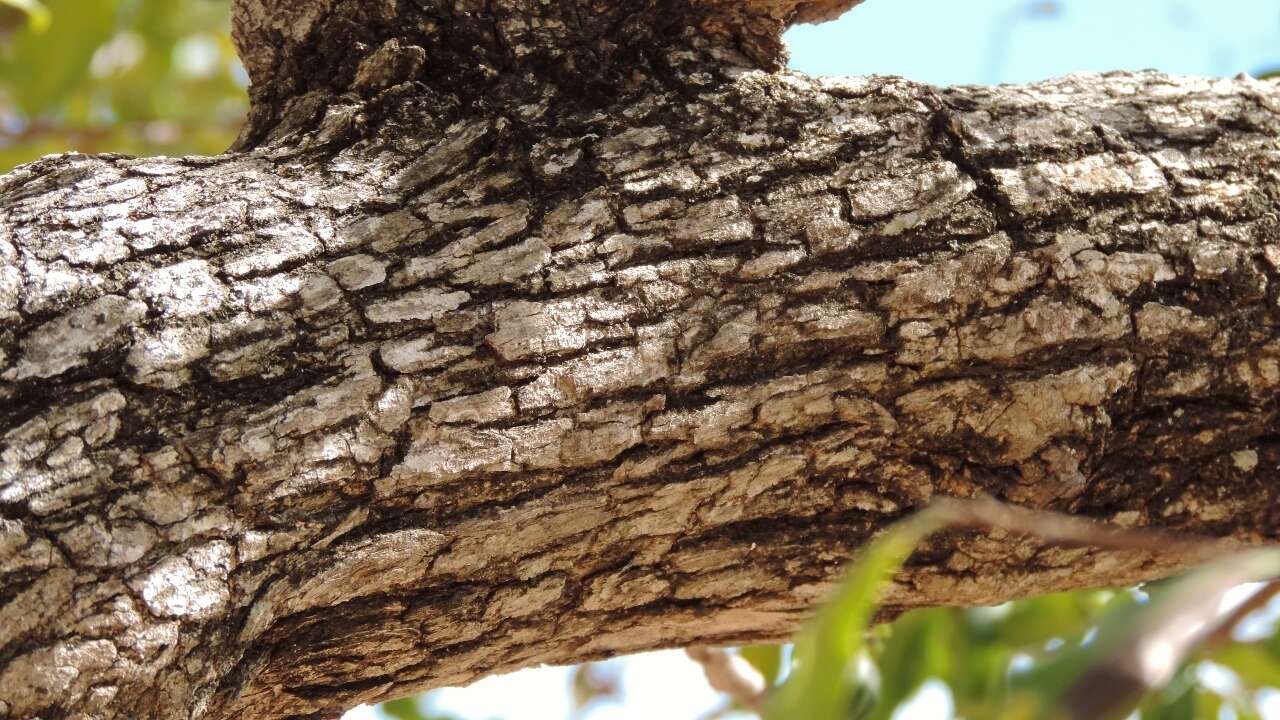 Image of Crocodile-bark jackal-berry