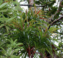 Image of Dracophyllum latifolium A. Cunn.