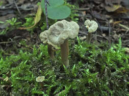 Image of Craterellus undulatus